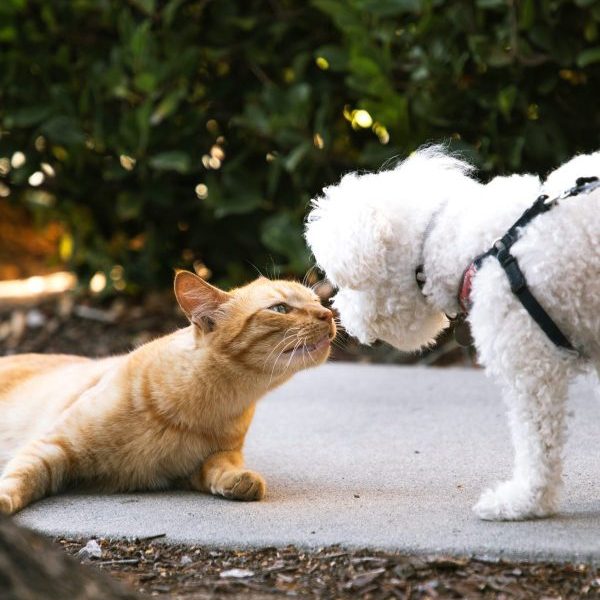 Vaccinarea la câini și&nbsp;pisici