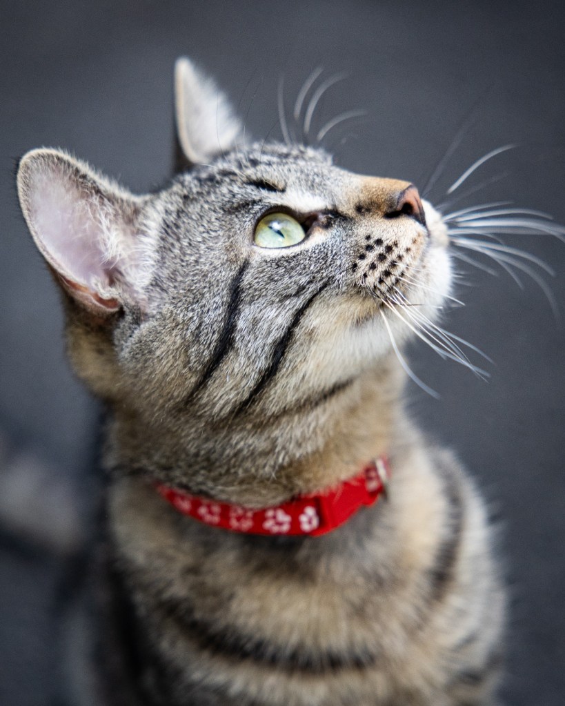 Pisică tigrată care se uită in dreapta sus.