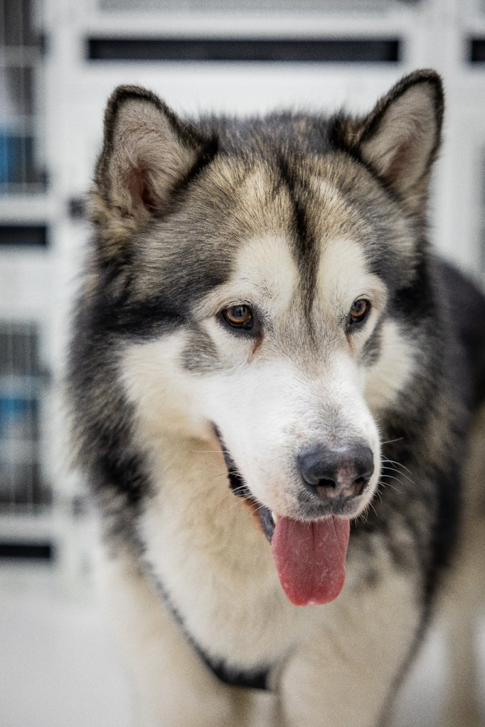 Câine Husky cu limba scoasă care se uita in jos.