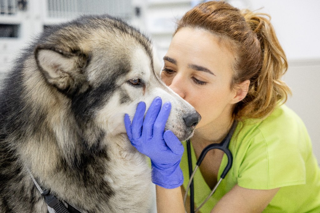 Doctor veterinar Alina Marin imbrațisând un câine Husky.