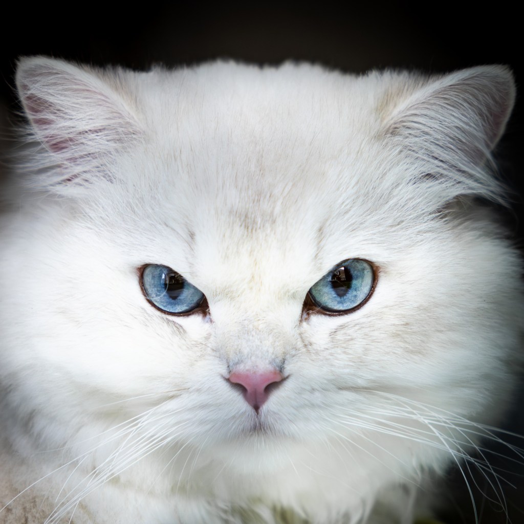 Pisică albă cu ochi albastri.