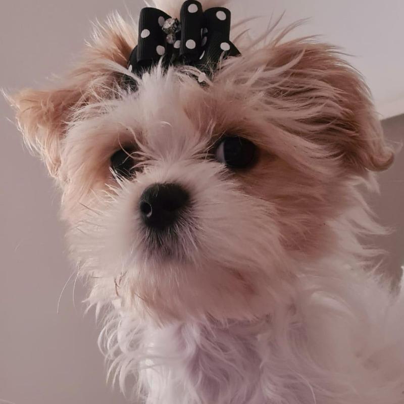 Îngrijirea blăniței animăluțelor de&nbsp;companie