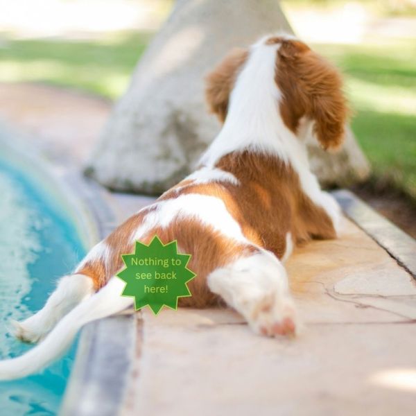 Insolația la animalele de companie: un pericol real în sezonul&nbsp;cald