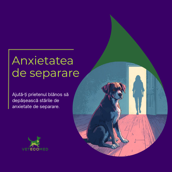 Anxietatea de separare la animale de companie: cauze, semne și soluții