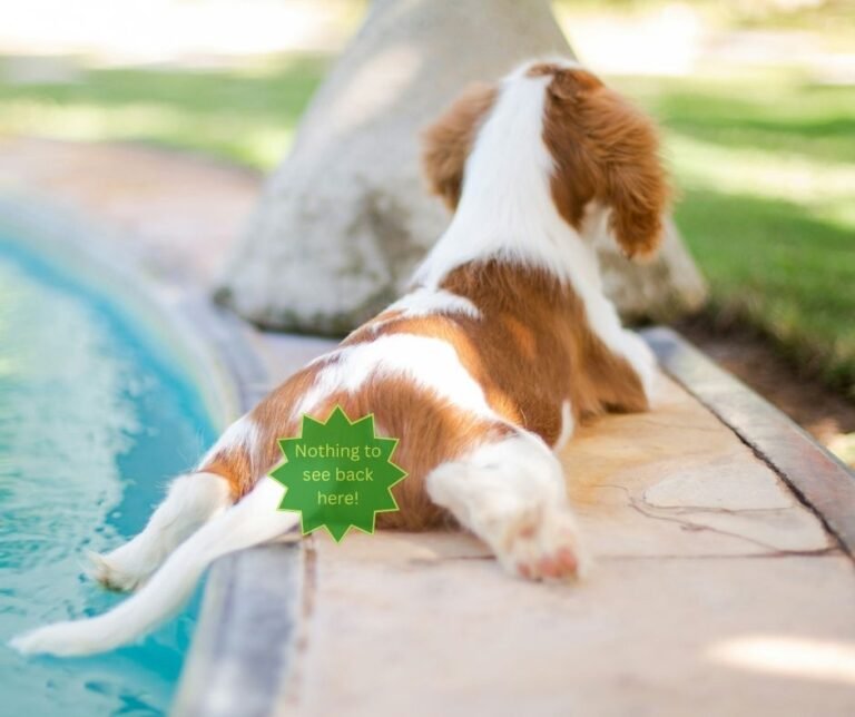 Insolația la animalele de companie