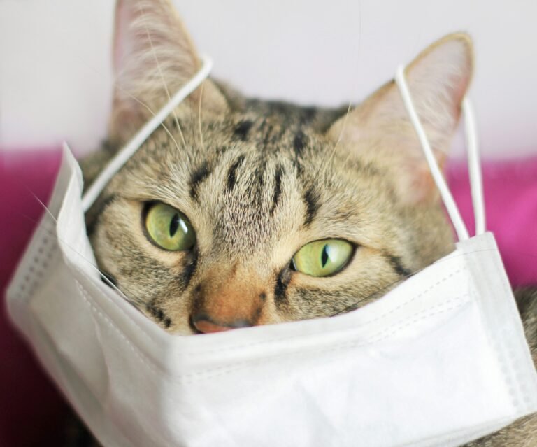 Caliciviroza felină: o infecție virală frecventă, dar adesea subestimată