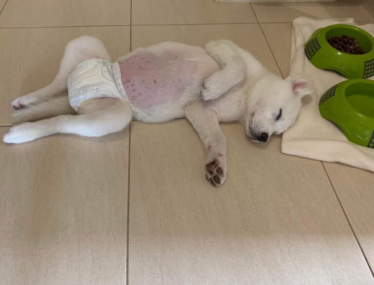 Diareea cronică la câini și pisici – când devine un semnal de alarmă